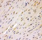 Anti-MSK1 Picoband Antibody
